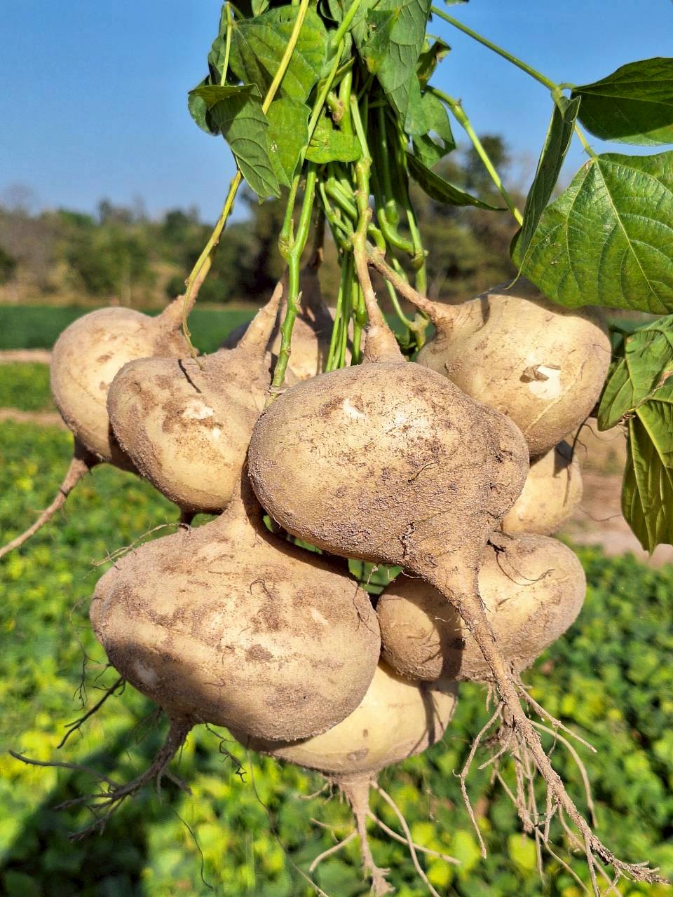 title - ผู้ตรวจราชการ ส.ป.ก. ประชุมตรวจราชการและติดตามความก้าวหน้าผลการดำเนินงานตามแผนการตรวจราชการของผู้ตรวจราชการสำนักงานการปฏิรูปที่ดินเพื่อเกษตรกรรม ประจำปีงบประมาณ พ.ศ. 2569 รอบที่ 1 เขตตรวจราชการที่ 12 จังหวัดมหาสารคาม 